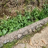 Plants: image 53 Of 208 Thumb